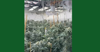 פ"ת: החשוד הודה בגידול 130 ק"ג קנאביס במעבדה שתועדה על-ידי המשטרה