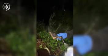 שני תושבי ג'ואריש חשודים בהחזקת כלי נשק שנתפסו בחווה סמוך לרמלה