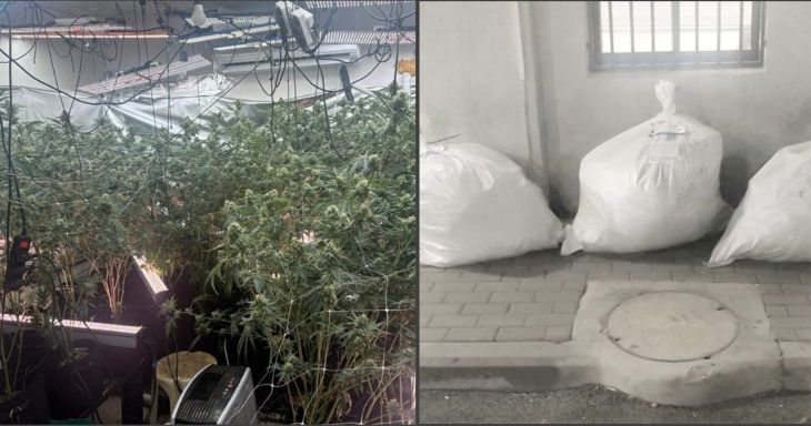 קנאביס קריות 