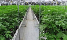 נדחתה עתירת חברות קנאביס רפואי נגד החלטת משרד-הבריאות לבטל את רישיונן