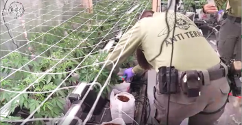 הזורעים ברינה, בדמעה יקצורו: כך פוצחו תשע המעבדות ונתפס טון קנאביס