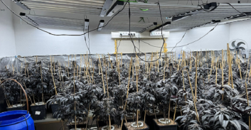 300 ק"ג קנאביס במעבדה שנחשפה בלב אזור מגורים בפרדס חנה