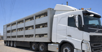 ביהמ"ש אישר שחרור משאיות לתושב עזה שניסה להבריח מאות ראשי-צאן ובקר