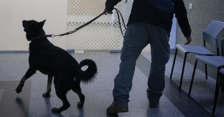 כלבן כלב סמים (פלאש 90)