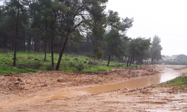מחוז חיפה: אושרה גריעת 72 דונם משטחי יער אלונה ויער מצר