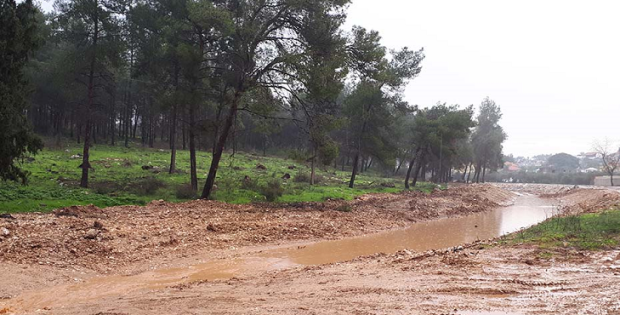 מחוז חיפה: אושרה גריעת 72 דונם משטחי יער אלונה ויער מצר