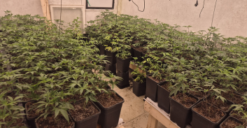 שני חשודים בגידול 650 שתילי קנאביס בדירה בחולון