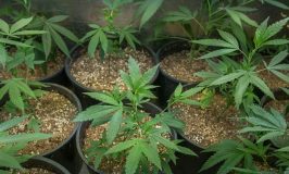 לאחר שימוע: הושעתה פעילות חווה למחקר ופיתוח זני קנאביס בכפר מסריק