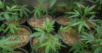 לאחר שימוע: הושעתה פעילות חווה למחקר ופיתוח זני קנאביס בכפר מסריק