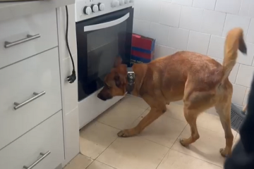 מוכרים למשטרה חשודים בהחזקת אקדח וגניבת רכוש בשווי כמיליון שקל