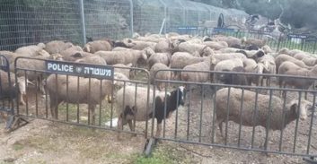 הלך המחקר? נעצרו חשודים בגניבת עשרות כבשים בעיצומו של מחקר גנטי