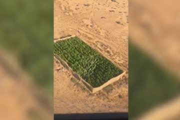 מהאוויר וביבשה: כוחות משטרה איתרו והשמידו כמויות ענק של מריחואנה בנגב