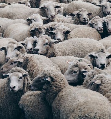 כבשים צאן רכוש חקלאי Christopher Burns on Unsplash