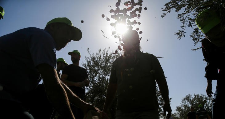 חקלאות עובדים זרים אילוסטרציה פלאש 90